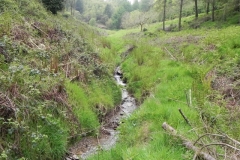 19. Flowing through Chargot Woods
