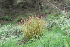 24. Flowing through Chargot Woods
