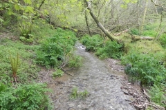 31. Combined headwaters flowing through Chargot Woods