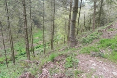 34. Combined headwaters flowing through Chargot Woods