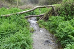 36. Upstream from Upper Pond Cottages