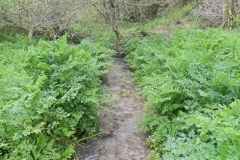 37. Upstream from Upper Pond Cottages