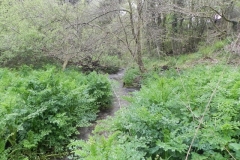 38. Upstream from Upper Pond Cottages