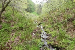 4. Flowing through Chargot Woods