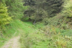 7. Flowing through Chargot Woods