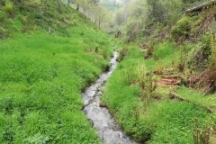 8. Flowing through Chargot Woods