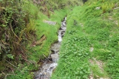 9. Flowing through Chargot Woods