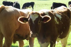 45.-Cows-at-Wellisford