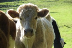 46.-Cows-at-Wellisford