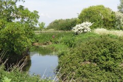 2.-Upstream-from-Ilford-Bridge-5