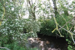 4.-Upstream-from-Selvinge-Farm-6