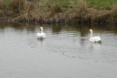 10.-Swans-on-Kings-Sedgemoor-Drain