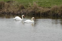 11.-Swans-on-Kings-Sedgemoor-Drain
