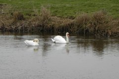 12.-Swans-on-Kings-Sedgemoor-Drain