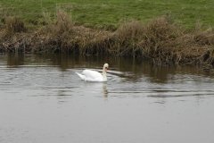 13.-Swans-on-Kings-Sedgemoor-Drain