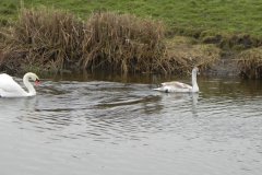 14.-Swans-on-Kings-Sedgemoor-Drain