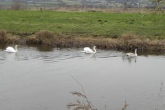 15.-Swans-on-Kings-Sedgemoor-Drain