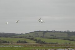 2.-Swans-flying-over-Kings-Sedgemoor