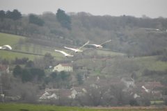 4.-Swans-flying-over-Kings-Sedgemoor
