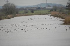 5.-Ducks-on-Kings-Sedgemoor-Drain