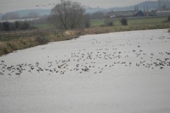 6.-Ducks-on-Kings-Sedgemoor-Drain
