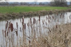 7.-Bull-Rushes-by-Kings-Sedgemoor-Drain