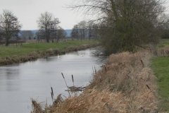 8.-Swans-on-Kings-Sedgemoor-Drain