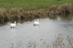 9.-Swans-on-Kings-Sedgemoor-Drain