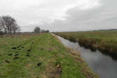 6.-Drain-on-Kings-Sedgemoor-West-of-Greylake-Bridge