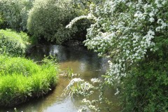 43.-Downstream-fromTaunton-to-Chard-Railway-Bridge-2