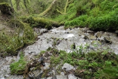 20.Downstream from the  incline waterfall