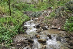 32. Downstream from Forehill Wood waterfall