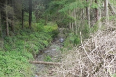 16. Flowing through Pit Wood