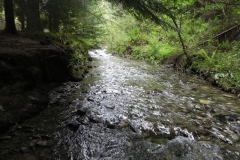 17. Flowing through Pit Wood