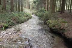 19. Flowing through Pit Wood