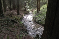 21. Flowing through Pit Wood
