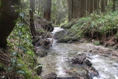 22. Flowing through Pit Wood