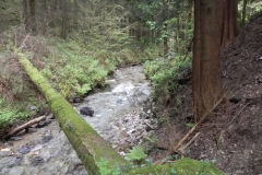 23. Flowing through Pit Wood