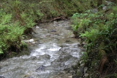 24. Flowing through Pit Wood