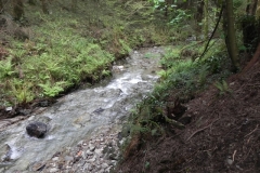25. Flowing through Pit Wood