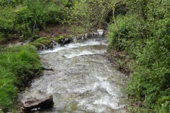36. Downstream from Pitt Cottage