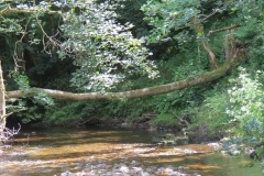 16. Upstream from Vicarage Bridge (6)