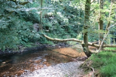 17. Upstream from Vicarage Bridge (1)