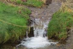 5. Upstream from River Barle Join (8)