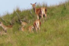 1.-Deer-near-Exehead-1