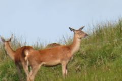 1.-Deer-near-Exehead-11