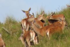 1.-Deer-near-Exehead-12