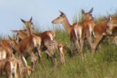 1.-Deer-near-Exehead-13