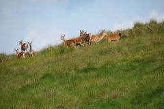 1.-Deer-near-Exehead-14