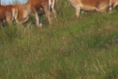 1.-Deer-near-Exehead-15